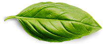 Home 17 basil leaf