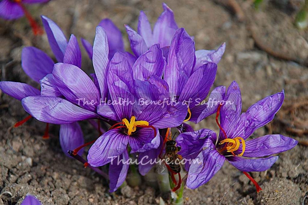 The Health Benefits of Saffron (2) The Health Benefits of Saffron