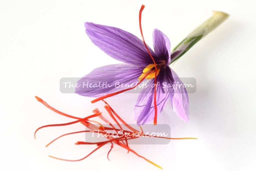 The Health Benefits of Saffron (4) The Health Benefits of Saffron