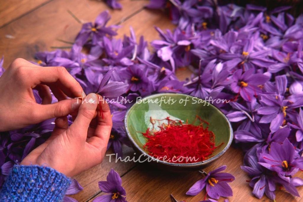 The Health Benefits of Saffron (6) The Health Benefits of Saffron