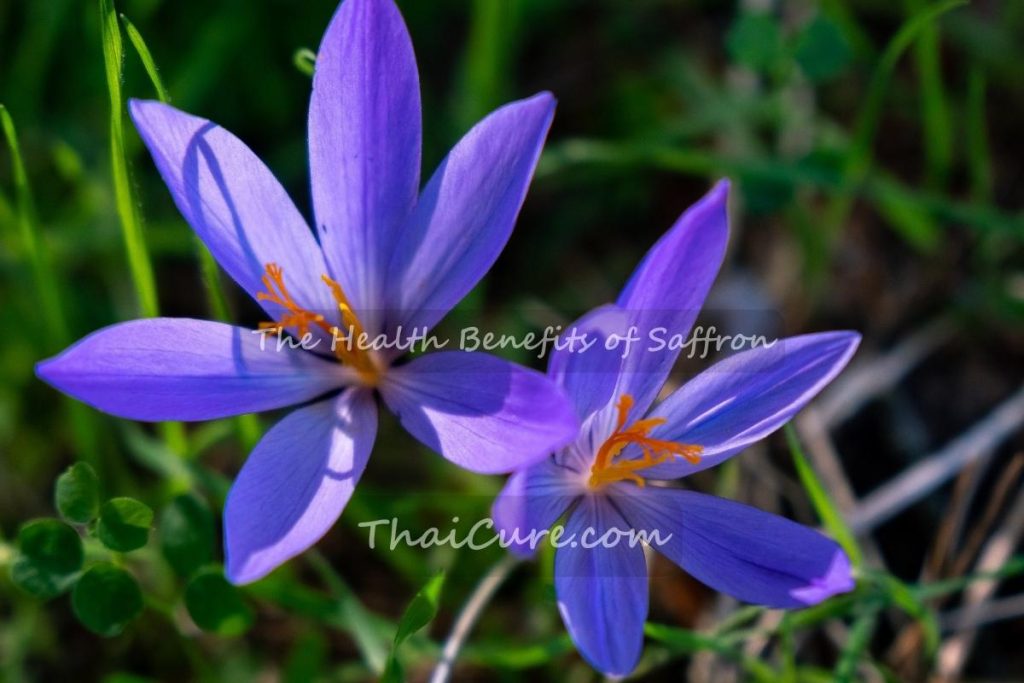 The Health Benefits of Saffron (7) The Health Benefits of Saffron