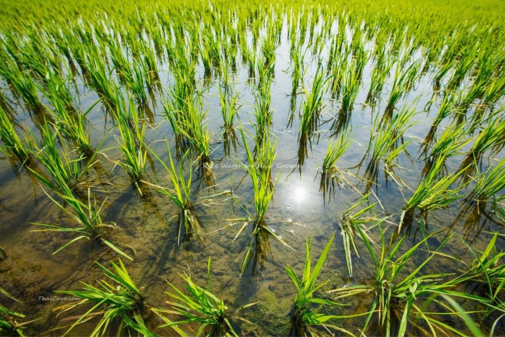 Rice Water for Hair Growth (1) Rice Water for Hair Growth