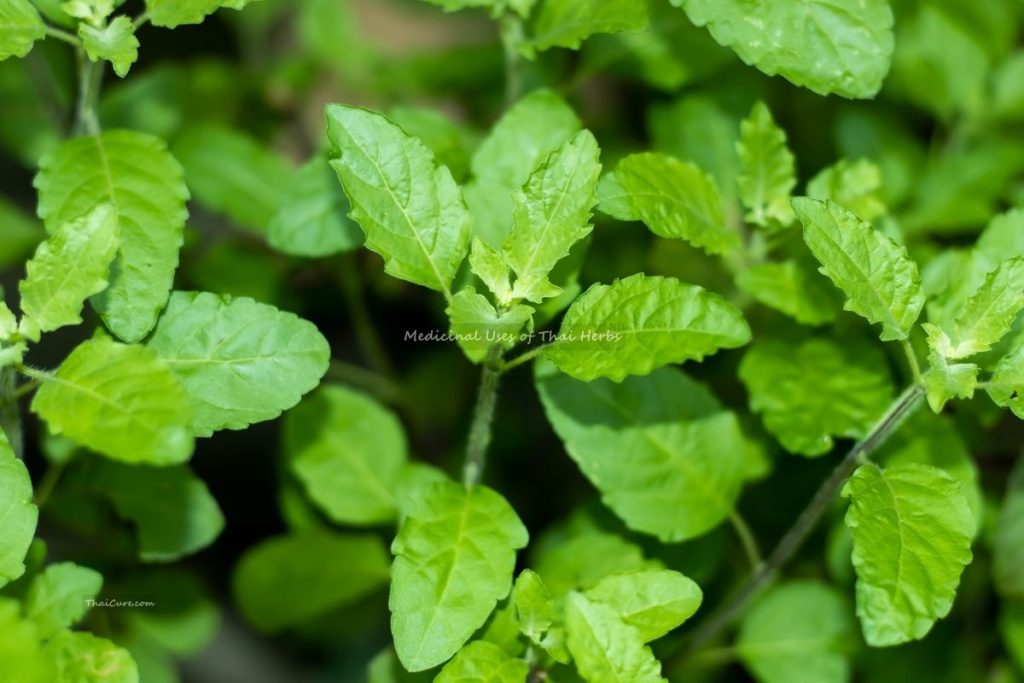 Medicinal Uses of Thai Herbs (4) Medicinal Uses of Thai Herbs 4