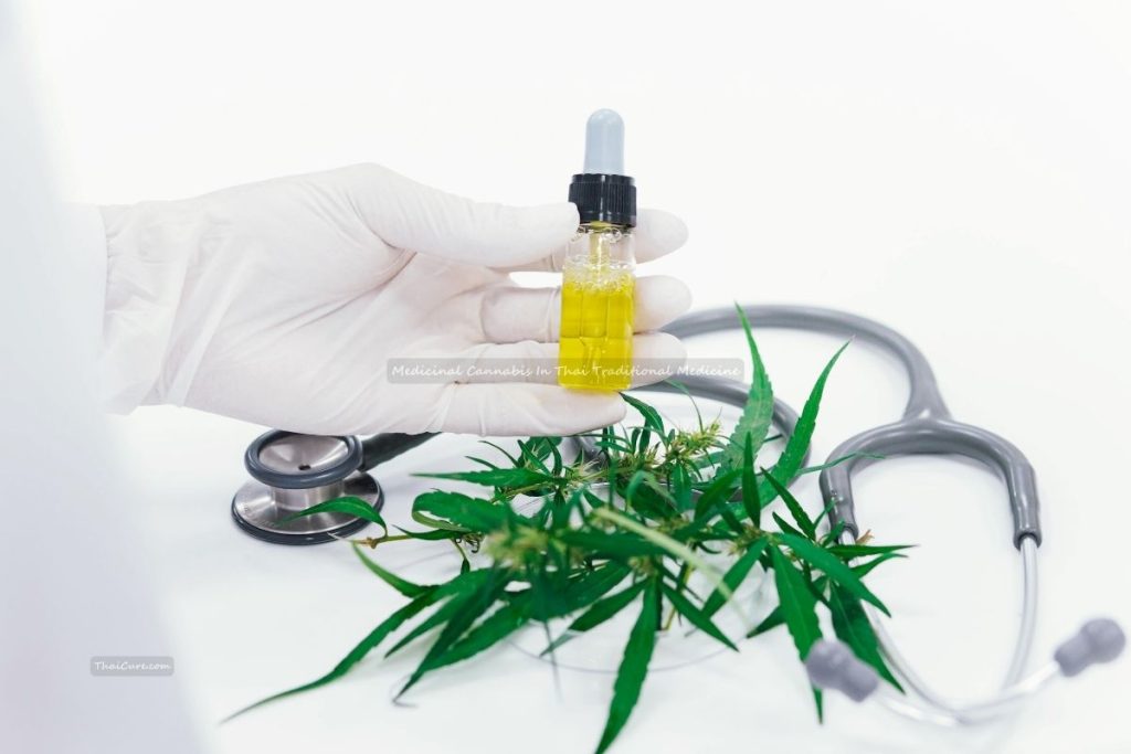 Medicinal Cannabis In Thai Traditional Medicine (1) Medicinal Cannabis In Thai Traditional Medicine