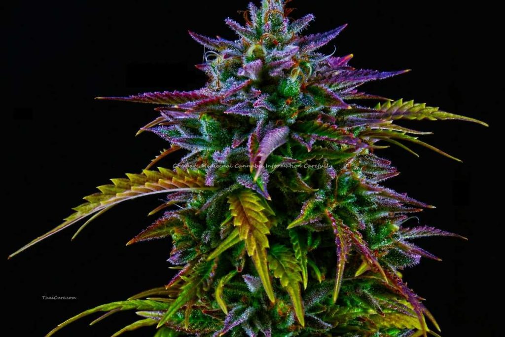 Compare Medicinal Cannabis Information Carefully (2) Compare Medicinal Cannabis Information Carefully