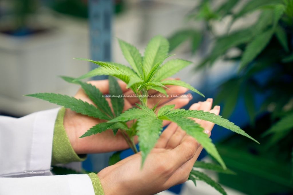 Discussing Cannabis Medicine With A Thai Doctor (1) Discussing Cannabis Medicine With A Thai Doctor