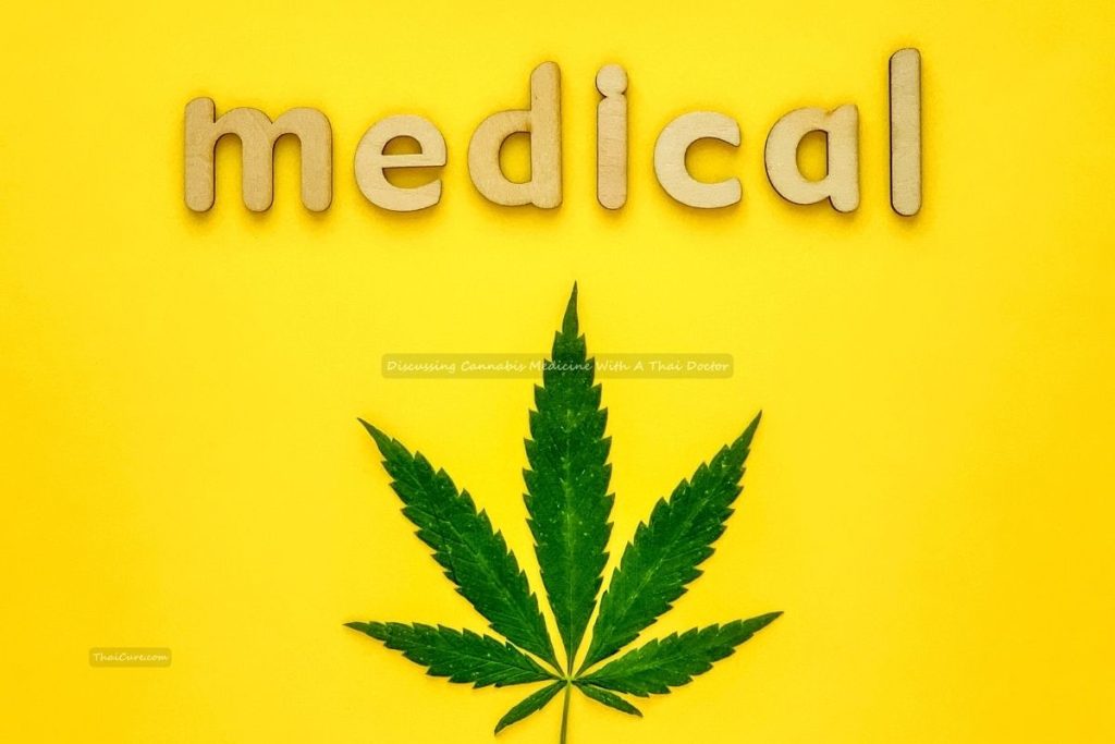 Discussing Cannabis Medicine With A Thai Doctor Discussing Cannabis Medicine With A Thai Doctor