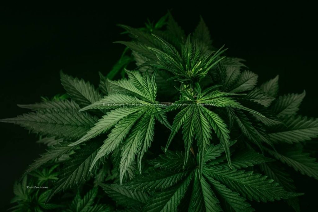 Easy Guide To Medical Cannabis Education For Beginners (1) Easy Guide To Medical Cannabis Education For Beginners