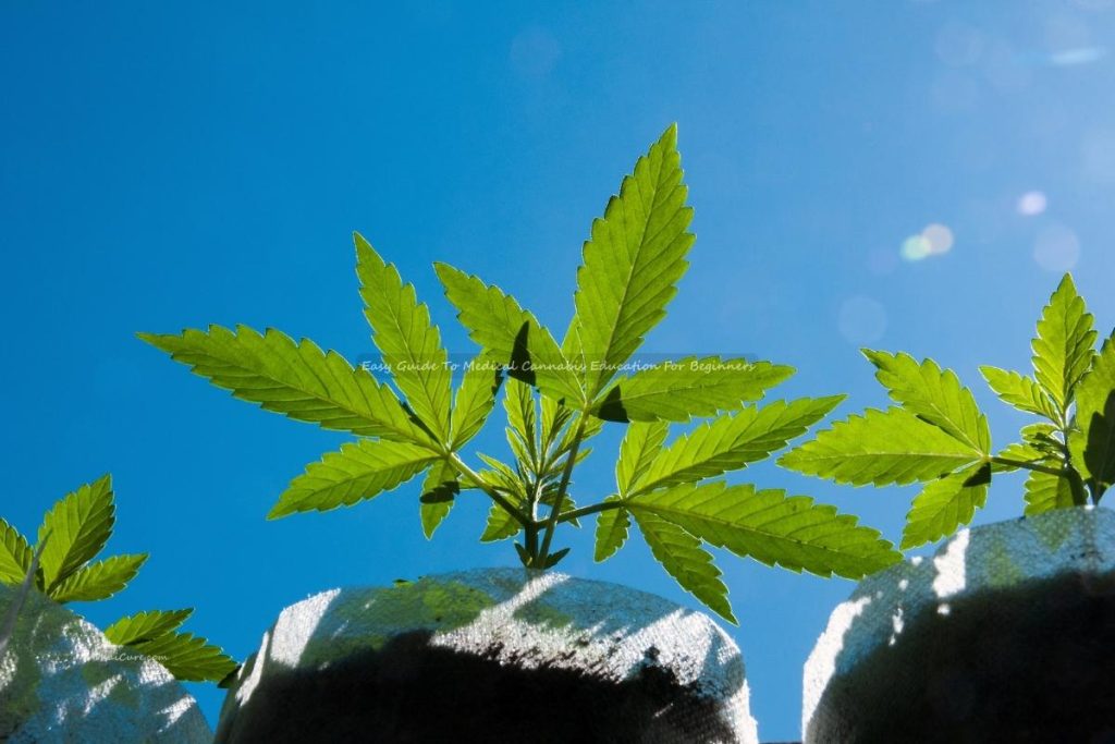 Easy Guide To Medical Cannabis Education For Beginners Easy Guide To Medical Cannabis Education For Beginners
