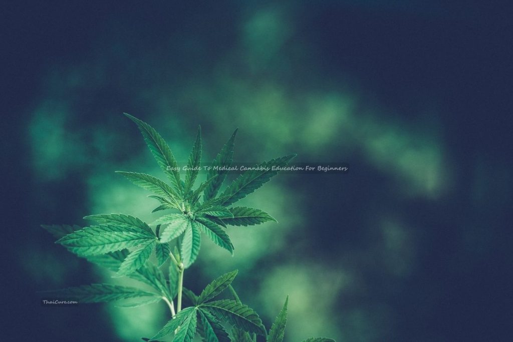 Easy Guide To Medical Cannabis Education For Beginners (2) Easy Guide To Medical Cannabis Education For Beginners