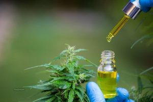 Discussing Cannabis Medicine With A Thai Doctor