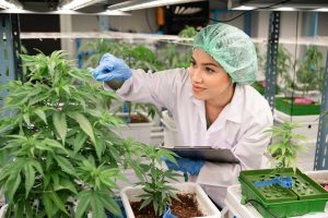 Guide To Medical Cannabis Consultation In Thailand