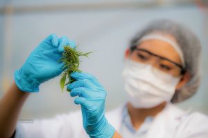 Guide To Medical Cannabis Education For Beginners