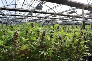 Guide To Safe Conversations About Cannabis Medicine