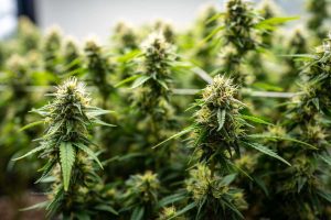 What to Know About Medicinal Cannabis In Thailand