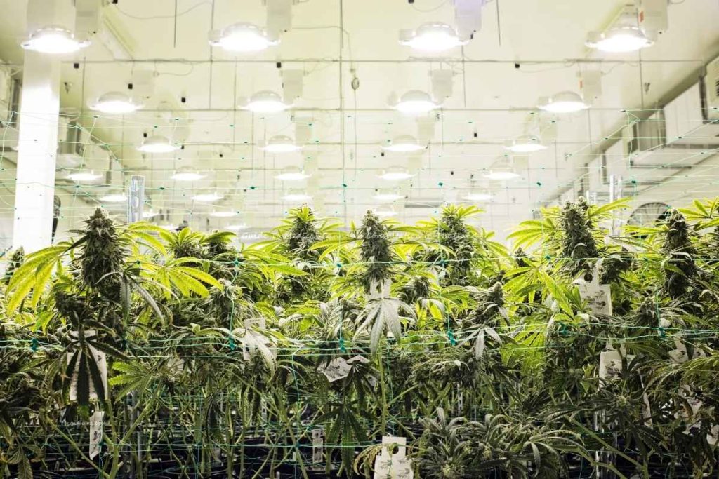 Guide To Medical Cannabis Consultation In Thailand