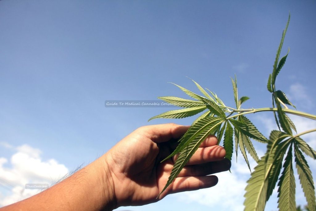 Guide To Medical Cannabis Consultation In Thailand