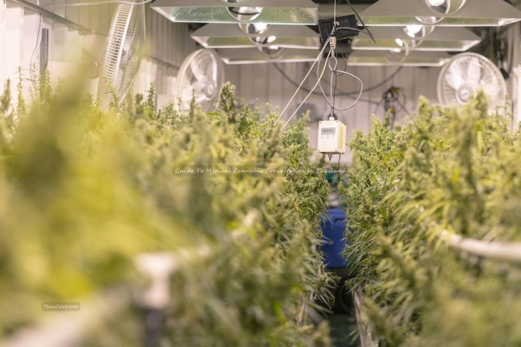 Guide To Medical Cannabis Consultation In Thailand