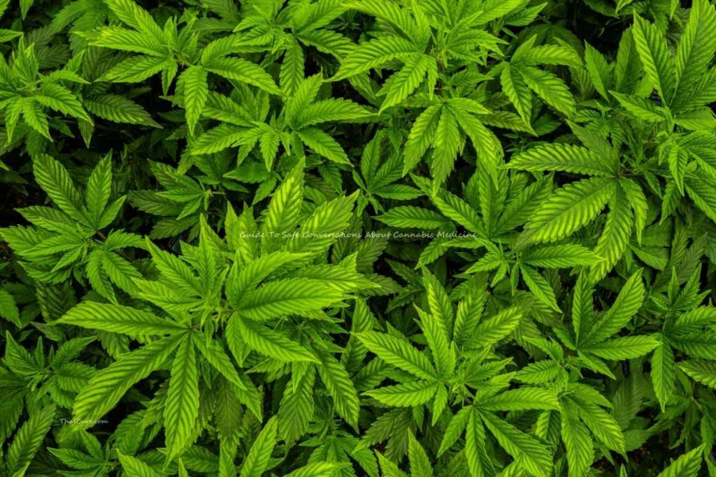Guide To Safe Conversations About Cannabis Medicine (2) Guide To Safe Conversations About Cannabis Medicine