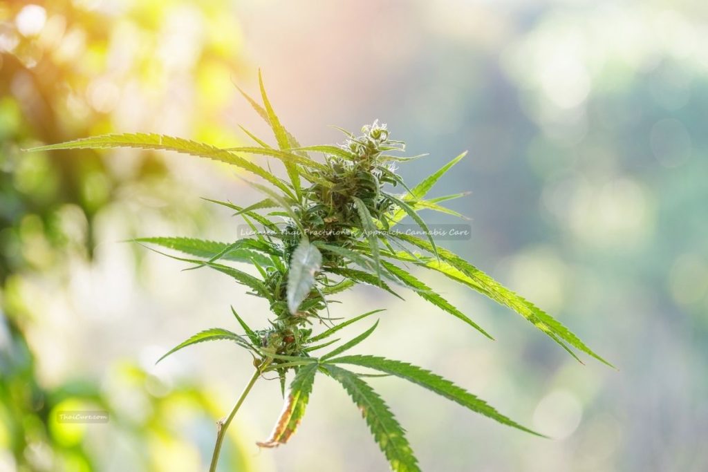 Licensed Thai Practitioners Approach Cannabis Care