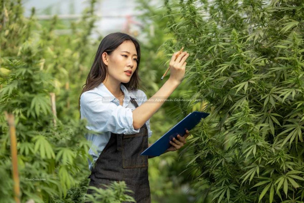Licensed Thai Practitioners Approach Cannabis Care