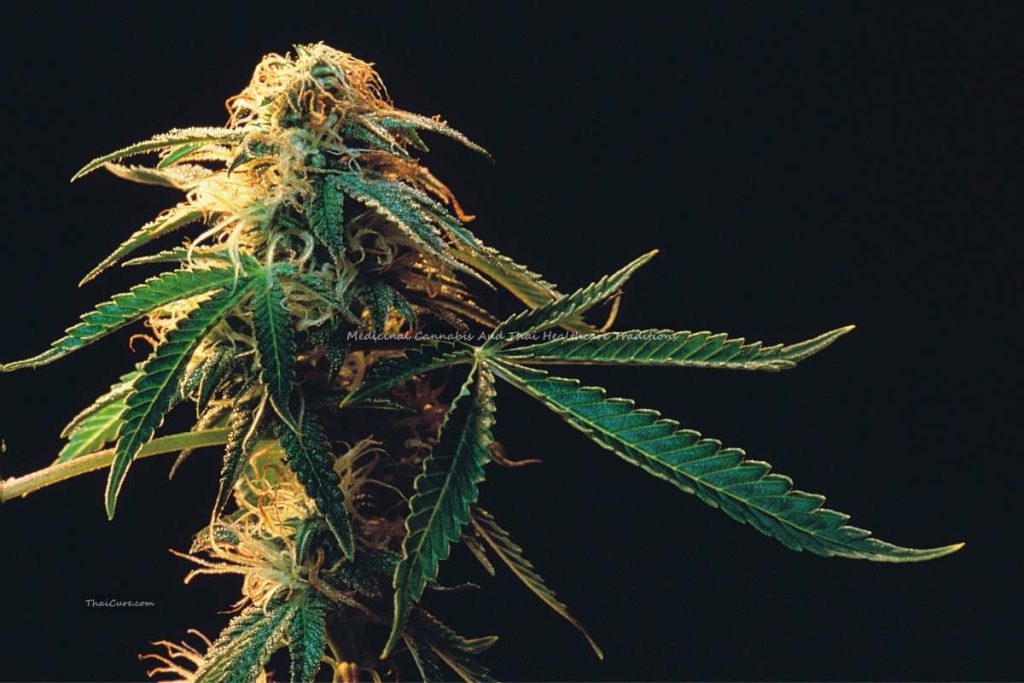 Medicinal Cannabis And Thai Healthcare Traditions