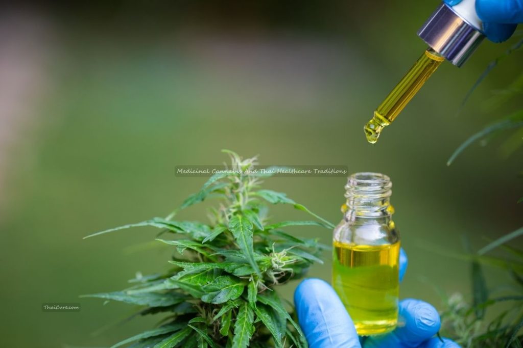 Medicinal Cannabis And Thai Healthcare Traditions