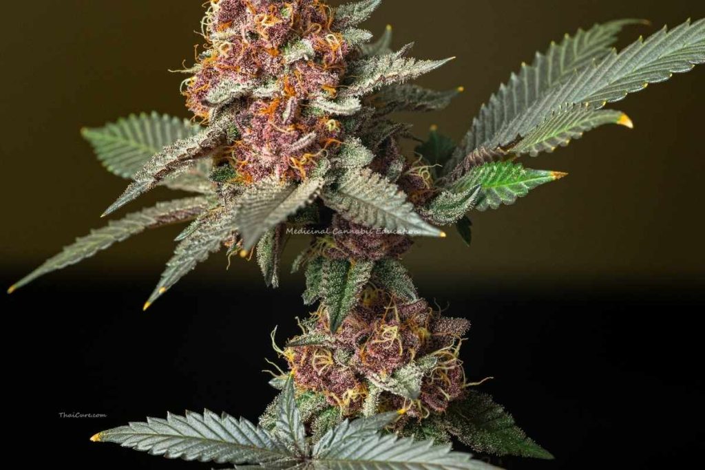 Medicinal Cannabis Education Medicinal Cannabis Education