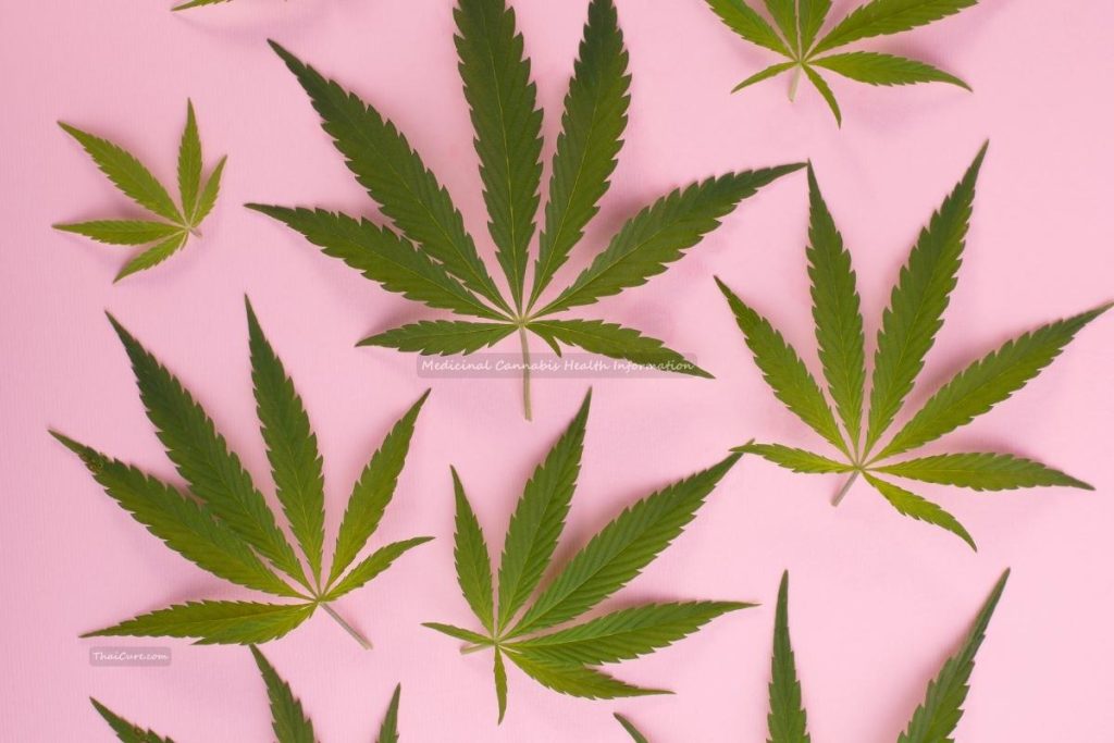 Medicinal Cannabis Health Information