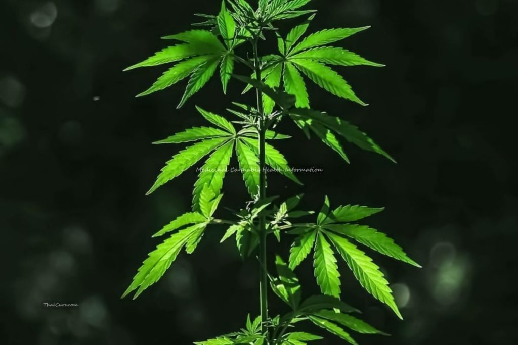 Medicinal Cannabis Health Information