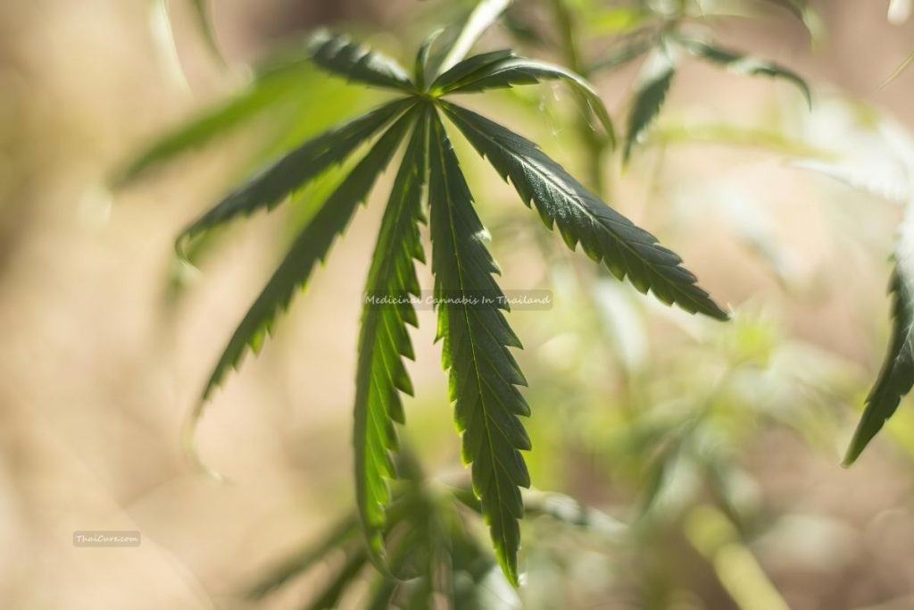 Medicinal Cannabis In Thailand