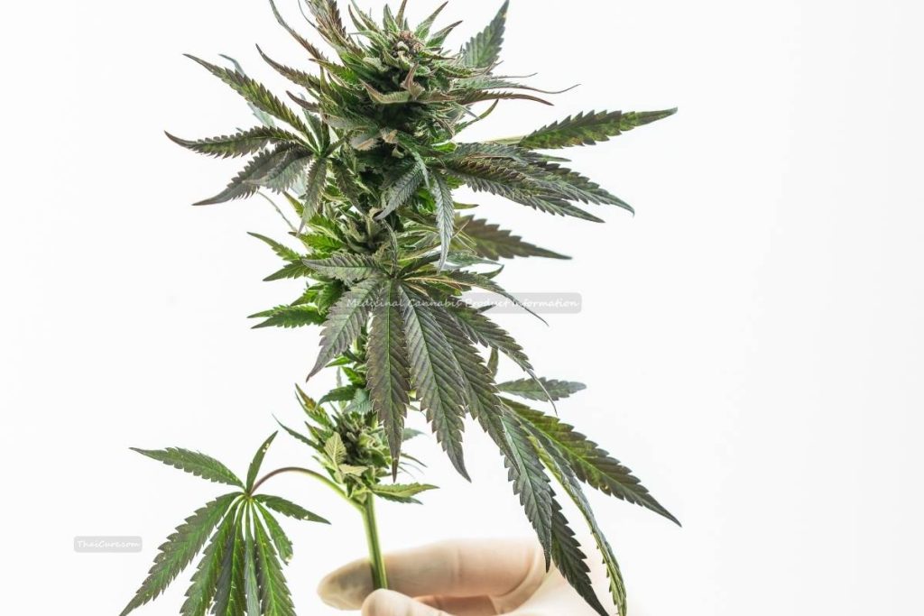 Medicinal Cannabis Product Information Medicinal Cannabis Product Information
