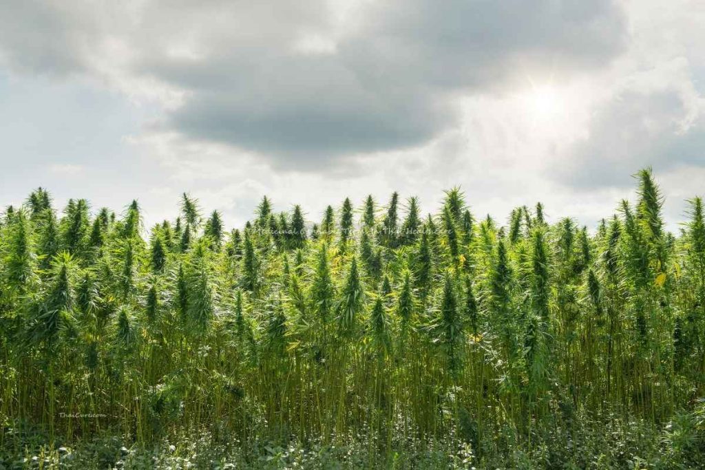 Medicinal Cannabis Terms In Thai Healthcare Medicinal Cannabis Terms In Thai Healthcare