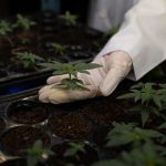 Understanding The Role Of Cannabis In Thai Medical Awareness