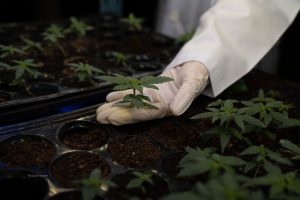 Thai Medical Cannabis Awareness