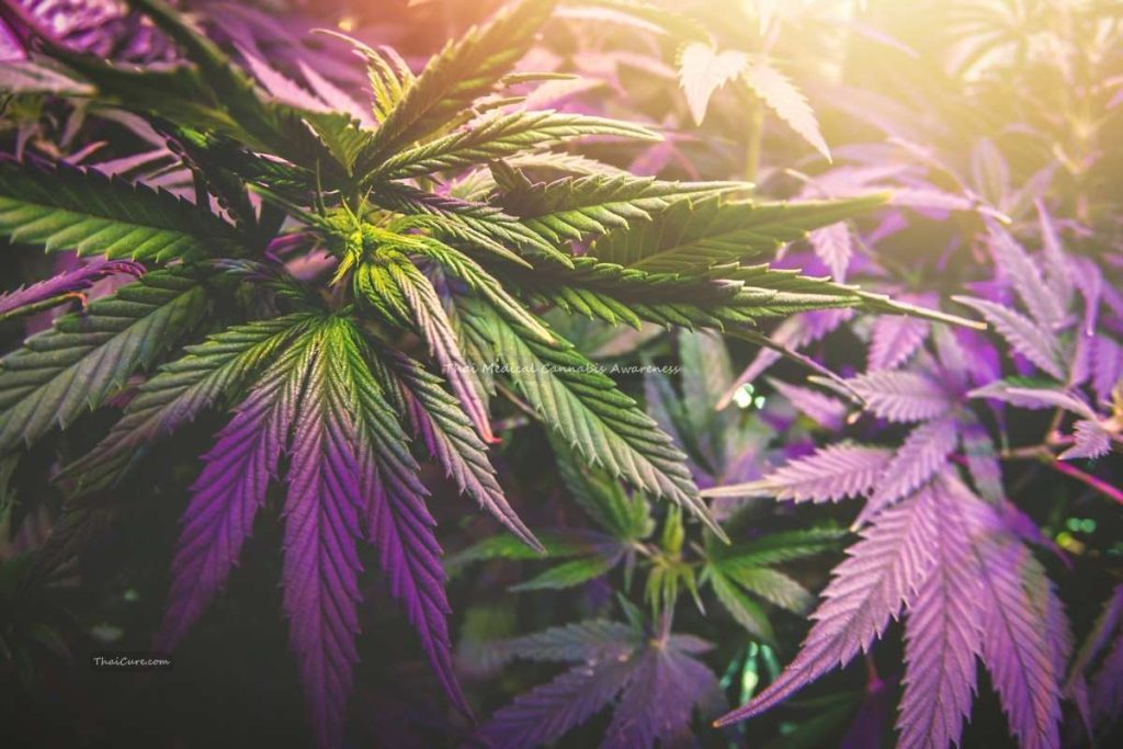 Thai Medical Cannabis Awareness