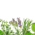 Practical Guide To Thai Herbs Used In Everyday Wellness