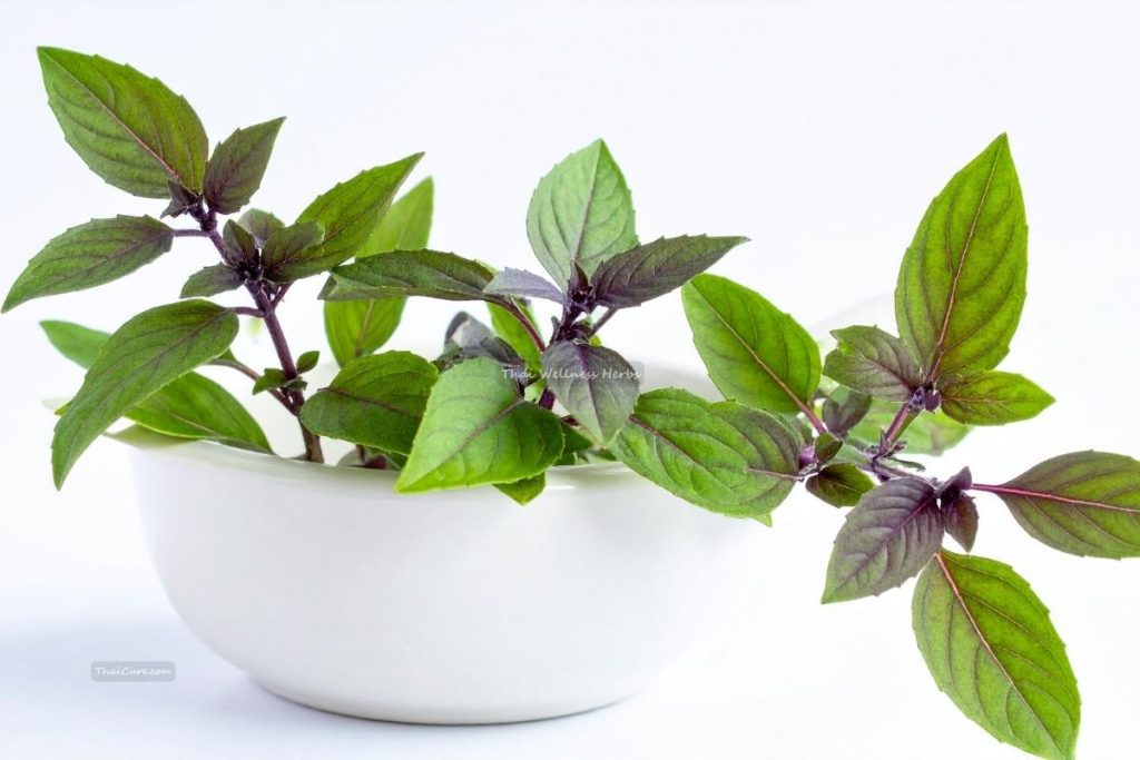 Thai Wellness Herbs (1) Thai Wellness Herbs